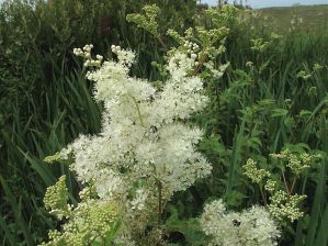 meadowsweet_1373 2.12.31 PM